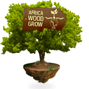african Wood growth