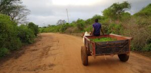 Africa Wood Grow truck in Kenia
